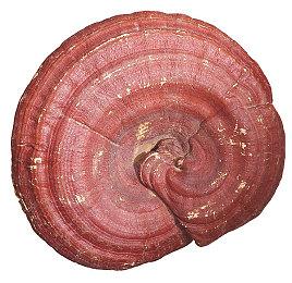 官宣：《塞尔达传说：旷野之息 续篇》跳票至2023年春季